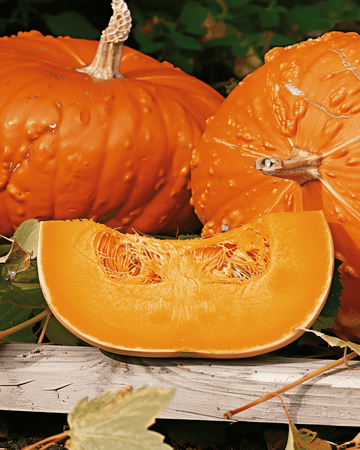 Pumpafrön Golden Hubbard (Cucurbita maxima) – ettårig grönsak
