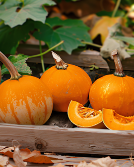 Semi di zucca Baby Bear Cucurbita maxima annuale
