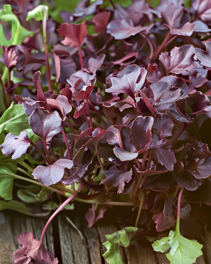 Graines de moutarde Red Frills micro-pousses (Brassica juncea) – micro-pousses annuelles