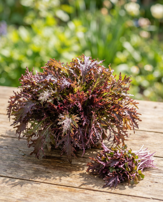 Moutarde Red Frills micro-pousses (Brassica juncea) – graines de micro-pousses annuelles de SeedsChoice