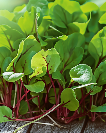 Semillas de microverdes de acedera de venas rojas (Rumex sanguineus) – microverdes anuales