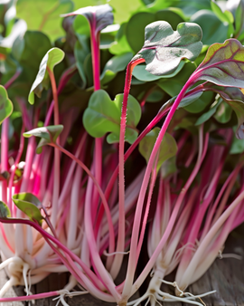 Radijszaden Daikon Rood Raphanus Sativus microgroenten eenjarig