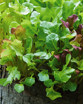Lettuce Mixture Seeds Lactuca Sativa Annual Microgreens Baby Leaf Mix
