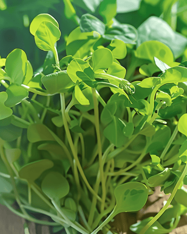 Erwtenscheuten Microgreens zaden (Pisum sativum) – eenjarige microgreens