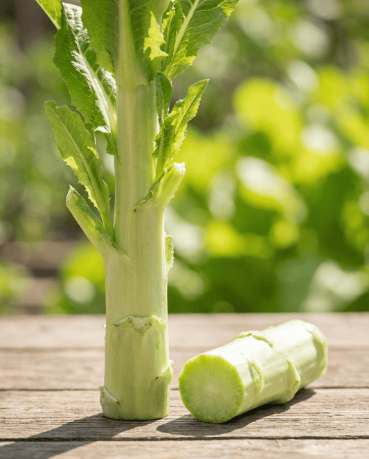 Lechuga tallos o celtuce (Lactuca sativa) – semillas de verdura annual de SeedsChoice