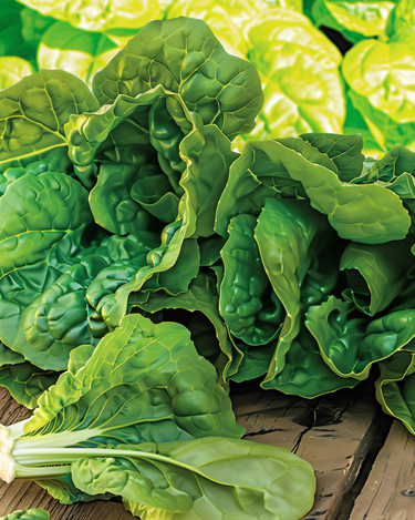 Turkish Spinach America frø (Spinacia oleracea) – etårig grøntsag