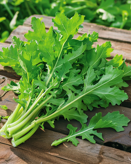 Chicory Spadona Seeds Cichorium Intybus Annual