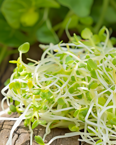 Graines de luzerne à germer Microgreens (Medicago sativa) – graines germées annuelles bio