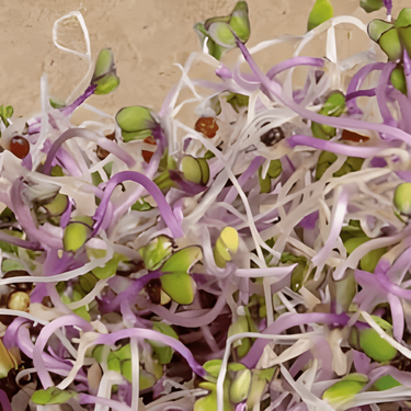 Żrieragħ tal-Kohlrabi Sprouting Purple (Brassica oleracea) – żrieragħ organiċi annwali li jbuttaw