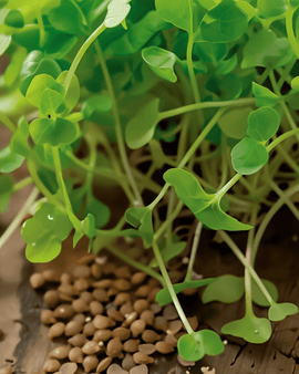 Rocket Sprouting Seeds Organic Eruca Sativa Annual