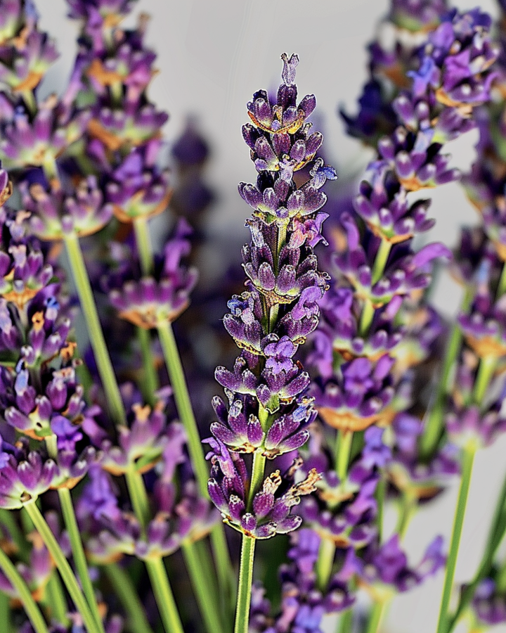 Lavendel frø (Lavandula angustifolia) – flerårig urt