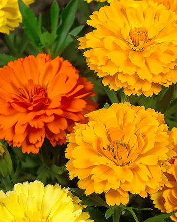 Doppia Fiesta Multicolor Samen (Calendula officinalis) – einjährig