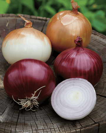 Nasiona cebuli Mix Tris Di Cipolle (Allium cepa) – dwuletnie warzywo