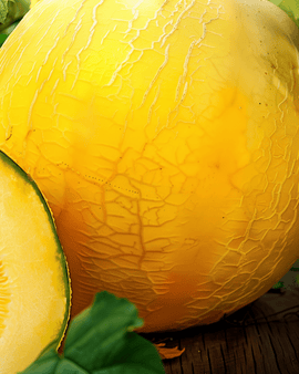 Gul vintermelon frø Cucumis melo enårig sort Giallo Inverno