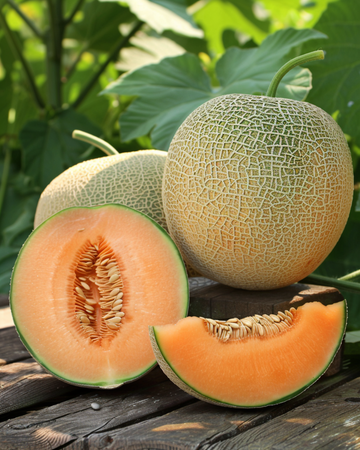 Nasiona melona pnącego Rampicante Zuccherino (Cucumis melo) – jednoroczna roślina pnąca