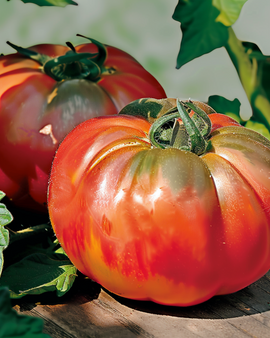 Tomatenzaden Pantano Solanum Lycopersicum eenjarig ras