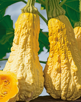 Rugosa Friulana Squash Seeds Cucurbita Moschata Early Variety