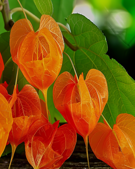 Lampionplantefrø Physalis Franchetii flerårig blomst