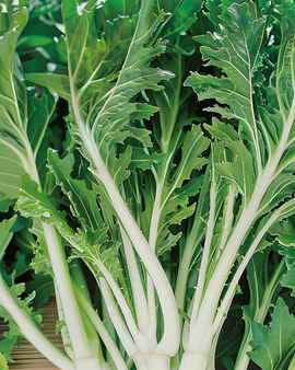 Nasiona Mizuna Brassica Rapa warzywo liściaste