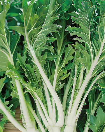 Żrieragħ Mizuna Leafy (Brassica rapa) – ħaxixa