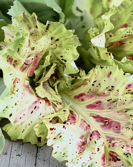 Bladcikorie frø Cichorium intybus Castelfranco grøntsagssort