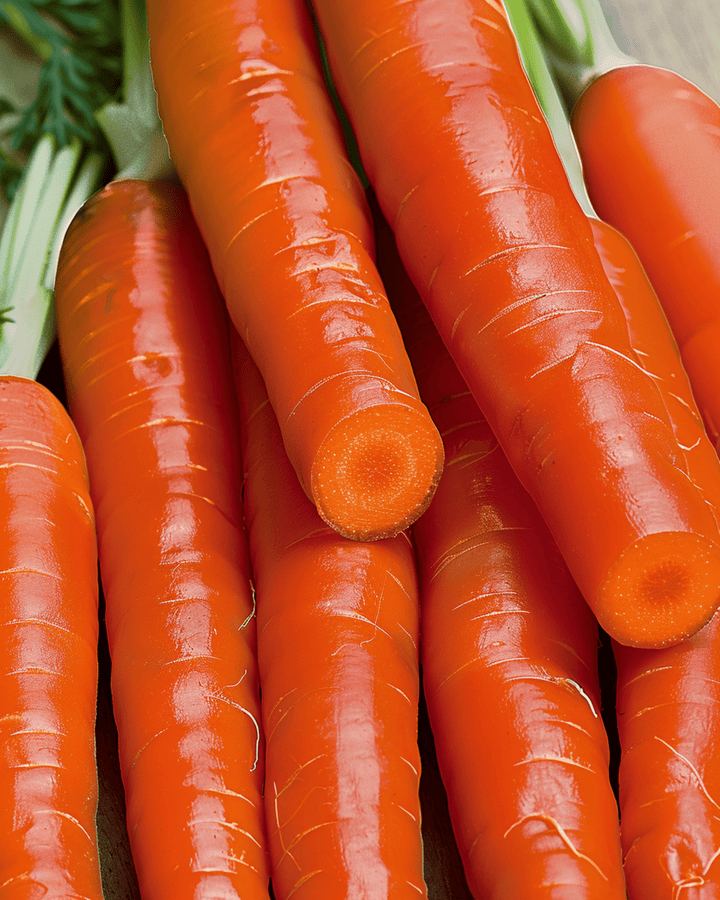 Carrot Nantes 2 seeds (Daucus carota) – annual vegetable