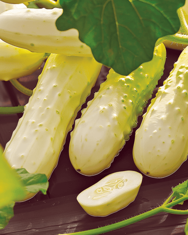 Graines de concombre White Wonder (Cucumis sativus) – légume annuel