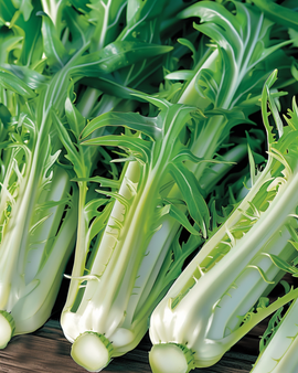 Blattzichoriensamen Cichorium Intybus einjährig Puntarelle Brindisina Catalogna