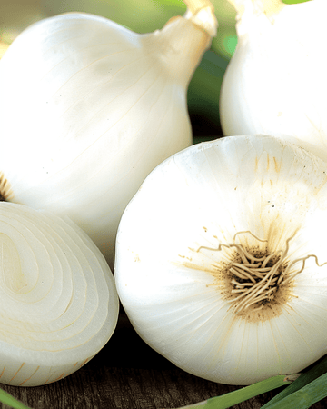 Żrieragħ tal-basla Tonda Musona Nofs-Bikrija (Allium cepa) – ħxejjex