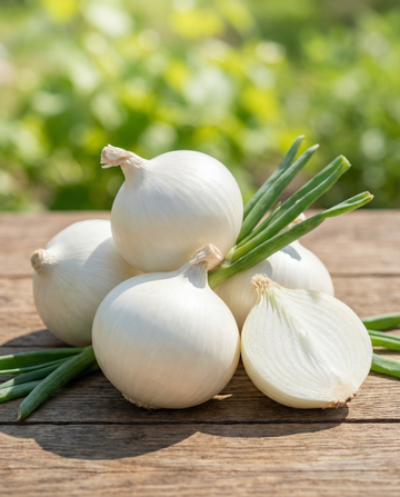 Basla Tonda Musona Nofs-Bikrija (Allium cepa) – żrieragħ tal-ħxejjex minn SeedsChoice