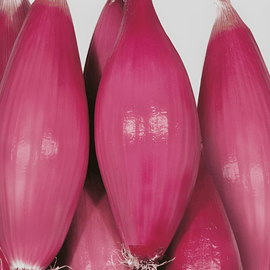 Onion Tropea Rossa Lunga Seeds Allium Cepa Medium Early Variety