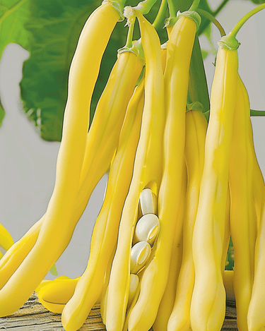 Graines de haricot vert nain Berggold Early (Phaseolus vulgaris) – légume