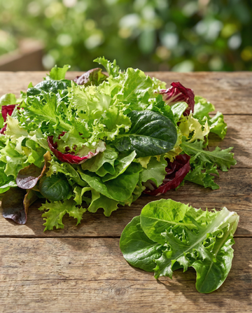 Quattro Stagioni Salad Mix Italian Leaf Blend – vihanneksen siemenet SeedsChoicelta