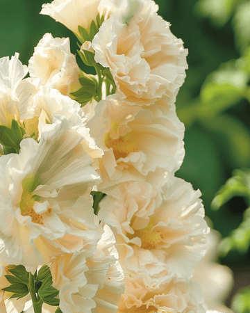Stokrose Majorette Champagne frø (Alcea rosea) – etårig
