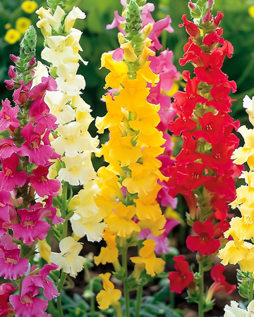 Semi di bocca di leone Tall Mixed (Antirrhinum majus) – fiore annuale