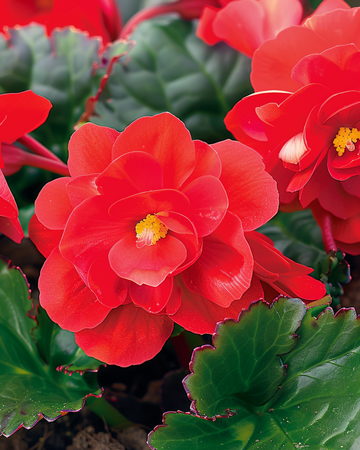Graines Red Comet (Begonia semperflorens) – annuel