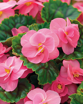 Żrieragħ Begonia Rose Comet Begonia Semperflorens Annwali F1 Roża