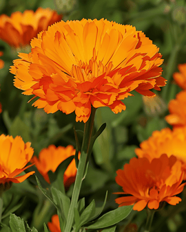 Żrieragħ tal-Calendula Ball's Orange Calendula officinalis – fjura annwali