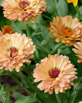 Nasiona nagietka Touch Of Red Buff Calendula Officinalis jednoroczny