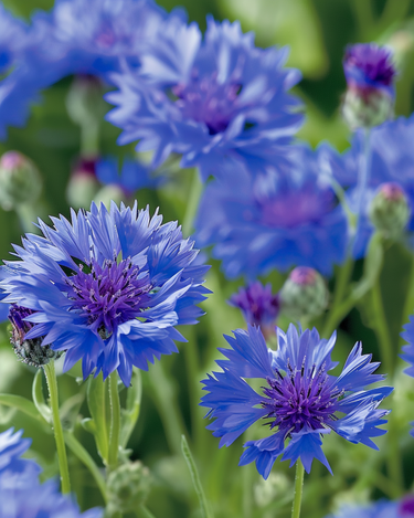 Graines de bleuet Blue Ball (Centaurea cyanus) – fleur annuelle