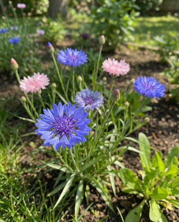 Kornblomst Polka Dot Mix (Centaurea cyanus) – ettårige blomsterfrø fra SeedsChoice