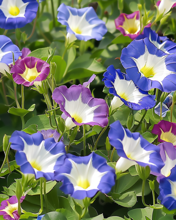 Blandade frön (Convolvulus tricolor) – ettårig blandning