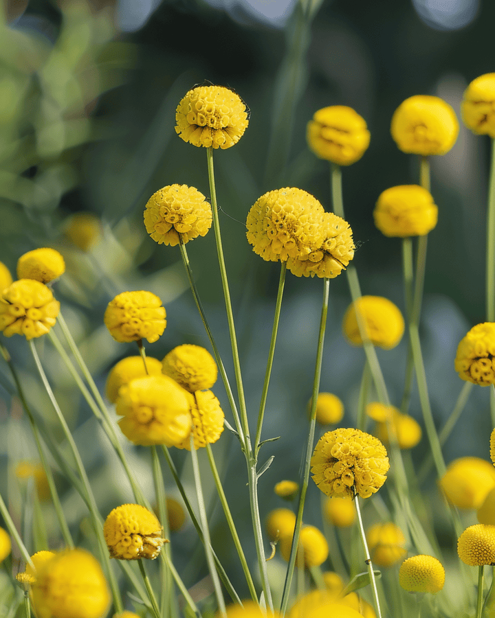 Graines de Drumstick (Craspedia globosa) – fleur annuelle