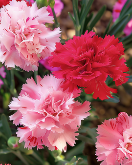 Żrieragħ Chabaud Carnation Dianthus Caryophyllus Taħlita Annwali