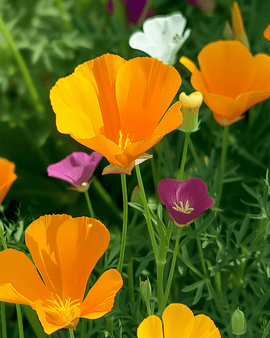 Żrieragħ ta' Fjuri Annwali Eschscholtzia Californica Taħlita Waħdanija Annwali