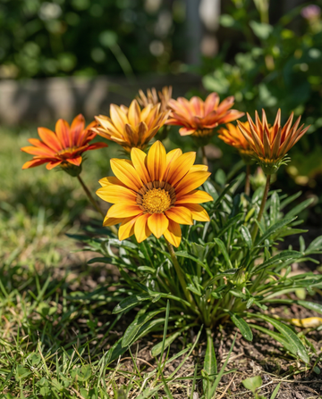 Treasure Sunshine Mix (Gazania splendens) – żerriegħa ta' fjuri annwali minn SeedsChoice