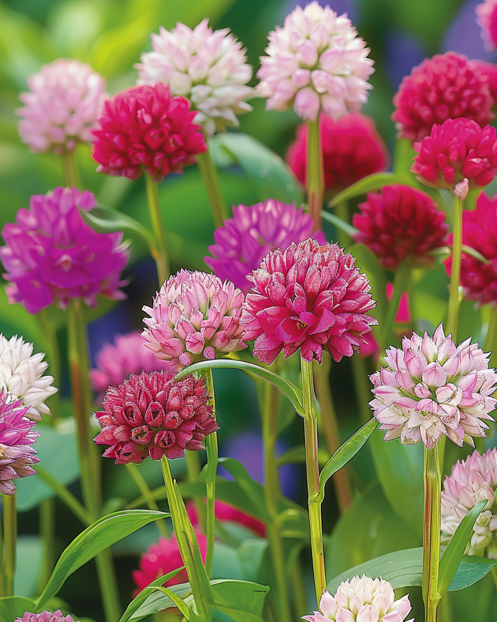 Globe Amaranth Mixed frø (Gomphrena globosa) – etårig blomst