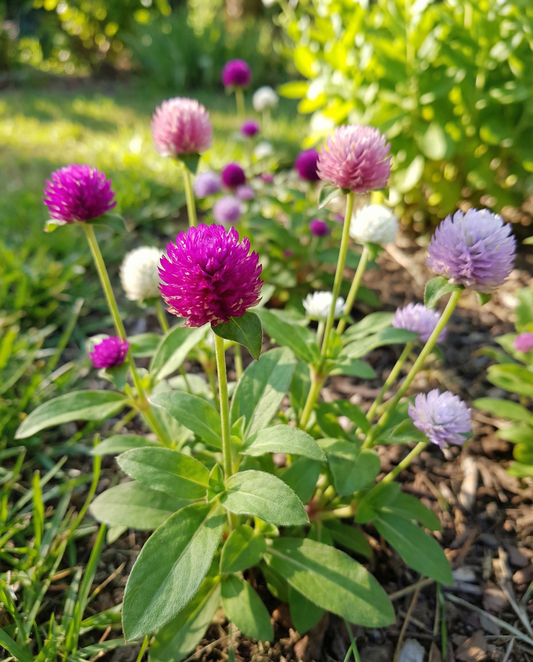 Globe Amaranth Mixed (Gomphrena globosa) – frø til etårige blomster fra SeedsChoice