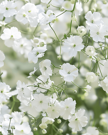 Nasiona łyszczca ogrodowego Covent Garden (Gypsophila elegans) – roślina jednoroczna