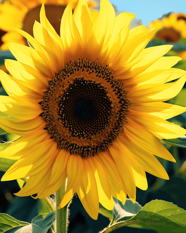 Graines de tournesol Single Giant 250 Cm (Helianthus annuus) – fleur annuelle